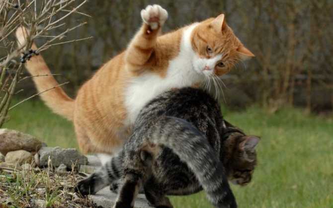 Почему дерутся коты живущие в одном доме. кошачьи драки. что делать, если ваши кошки нападают друг на друга? при повреждении глаз