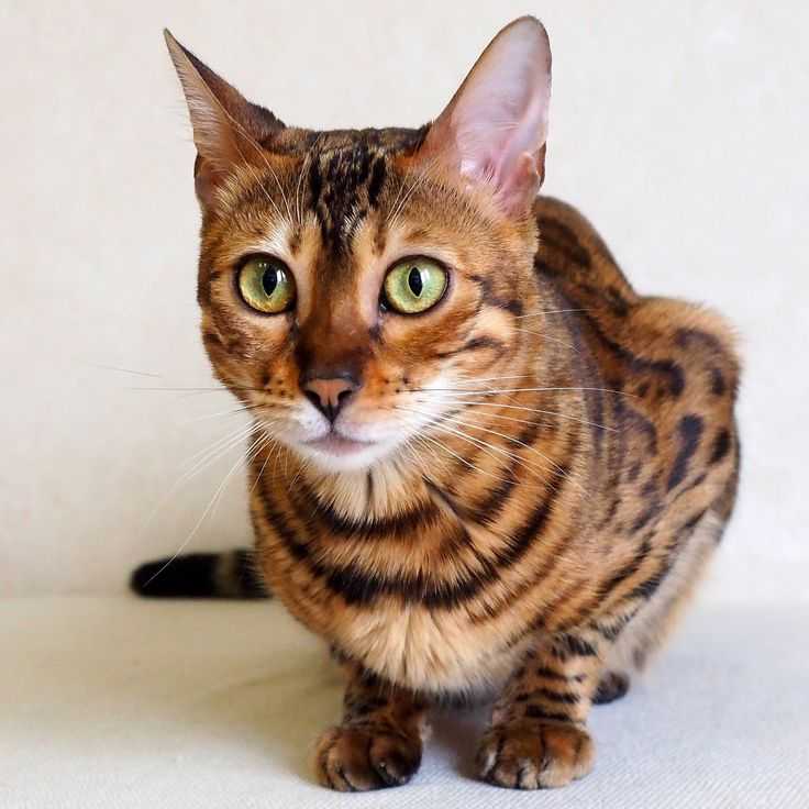 Кошка тойгер (110 фото) - описание внешности, характер, фото, цена, содержание