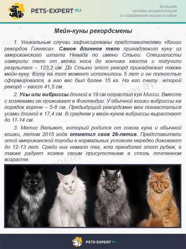 Размеры и вес кошек. Характер котов породы Мейн кун. Кошки породы Мейн кун описание. Кошка Мейн кун 2 года. Размеры домашних кошек.