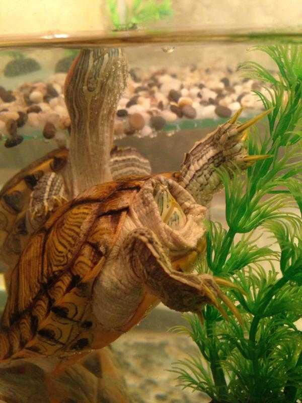 Лучший аквариум для красноухих черепах