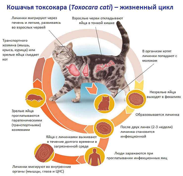 Коронавирус у кошек: симптомы и лечение