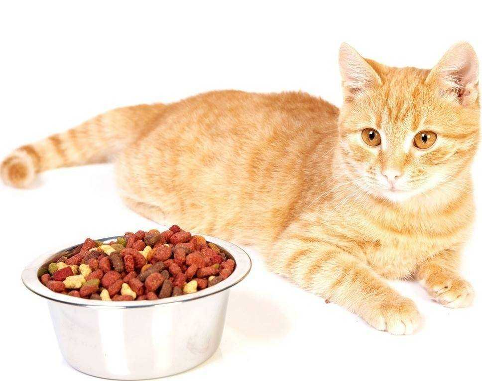 Как приучить котенка к сухому корму: в 2, 3 или 4 месяца, британца или шотландца