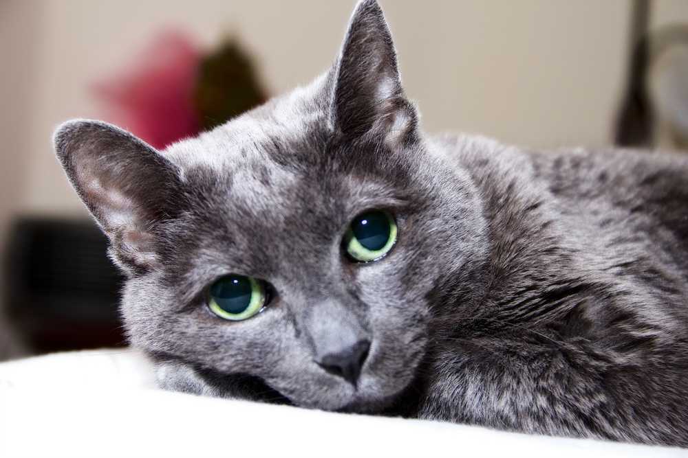 Русская голубая кошка ? фото, описание, характер, факты, плюсы, минусы кошки ✔