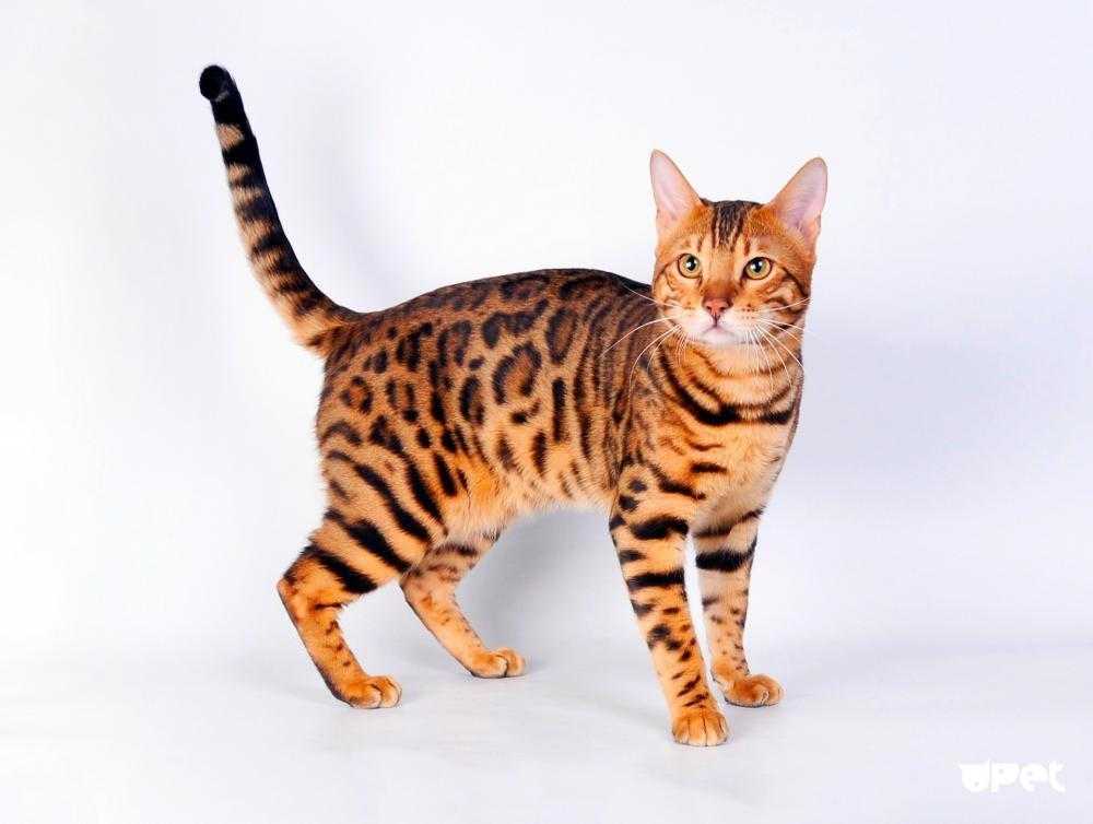 Порода крупных кошек леопардового окраса как называется. породы кошек, похожие на леопарда. на что следует обратить внимание