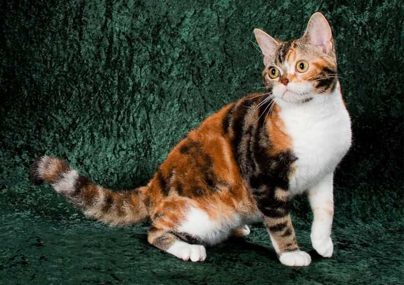 Американская короткошерстная кошка: описание, фото, характер, цена