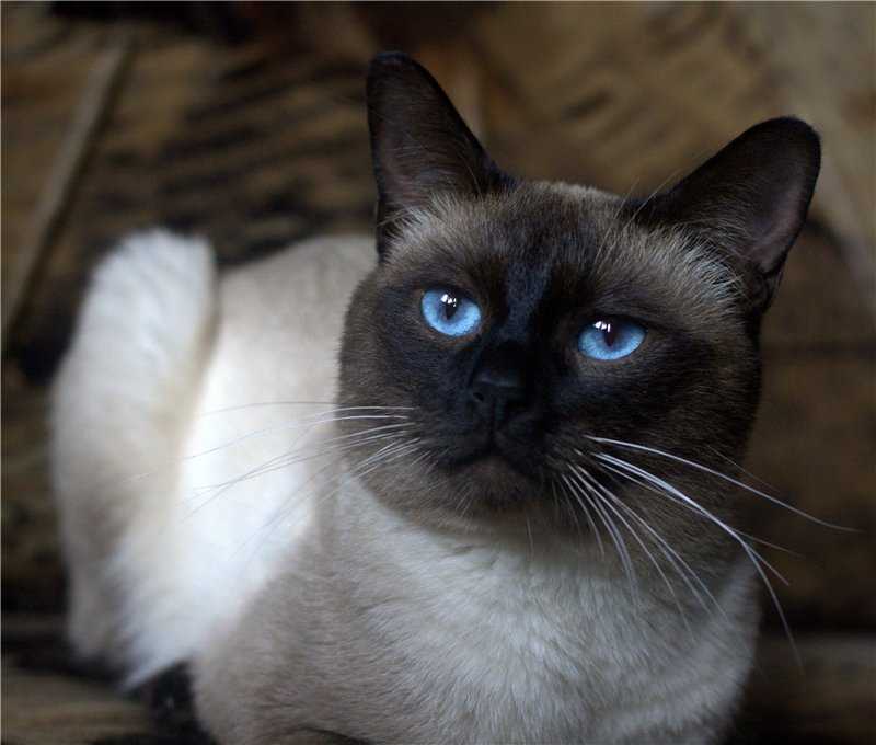 Тайская кошка: история породы, характер, уход - новости о кошках