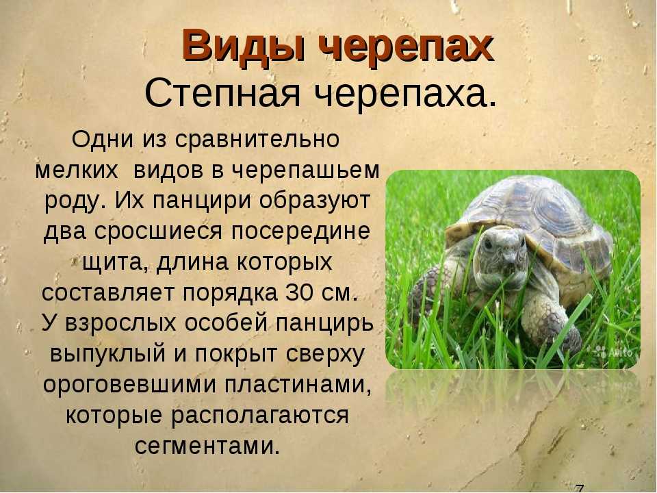 Доклад о черепахе