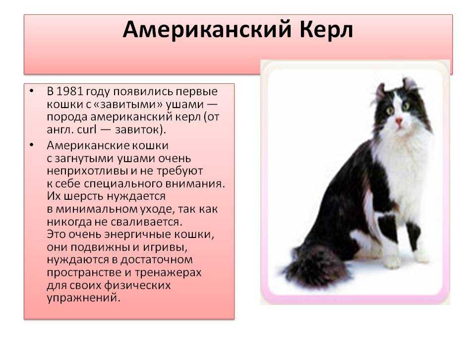 Кошка американский кёрл: особенности и фото породы, уход и содержание питомца