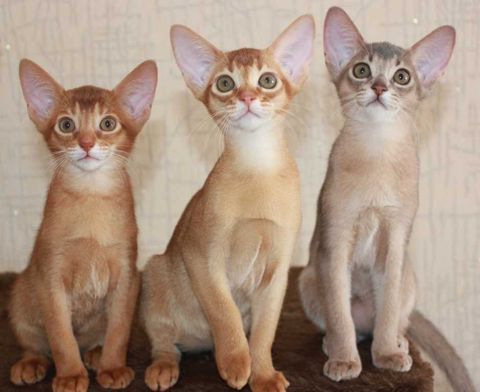 Питомник абиссинских кошек istracats