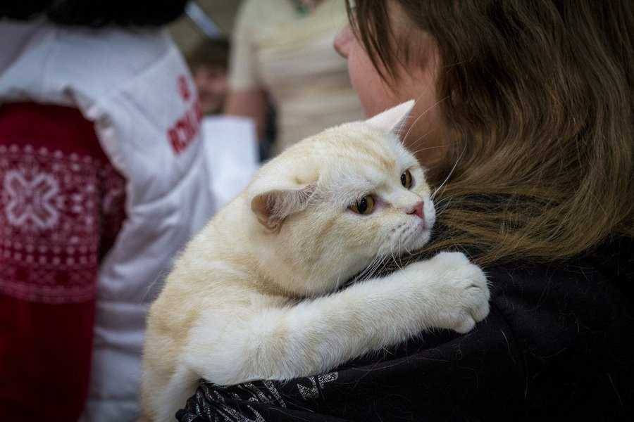 Почему шипят кошки – на хозяина, чужих людей или определенного человека, что с этим делать: 10 причин кошачьего шипения