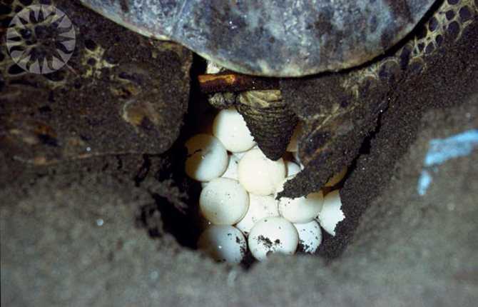 Яйца красноухой черепахи, как определить беременность и что делать если черепаха снесла яйцо