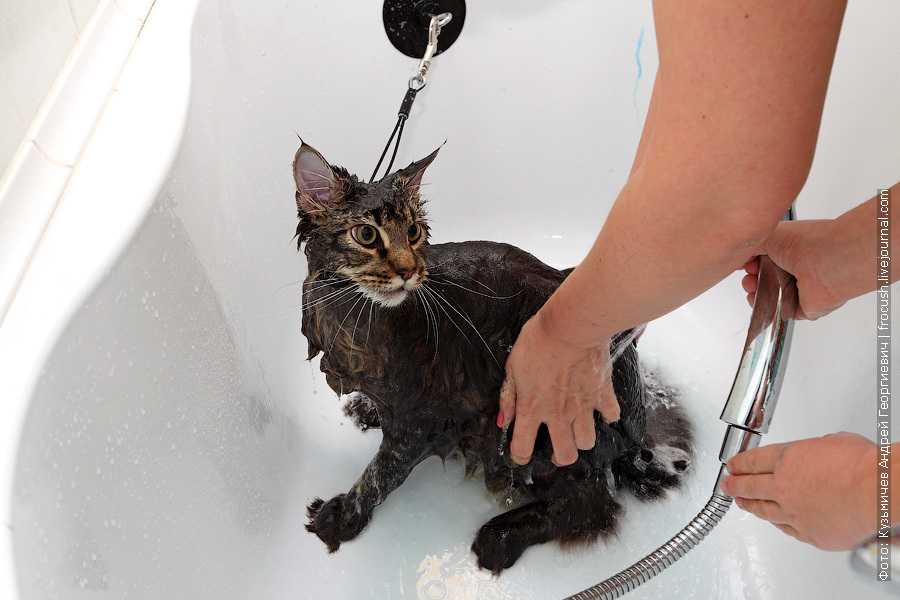 Можно ли мыть кошку после родов: мнение специалистов - catdogpet