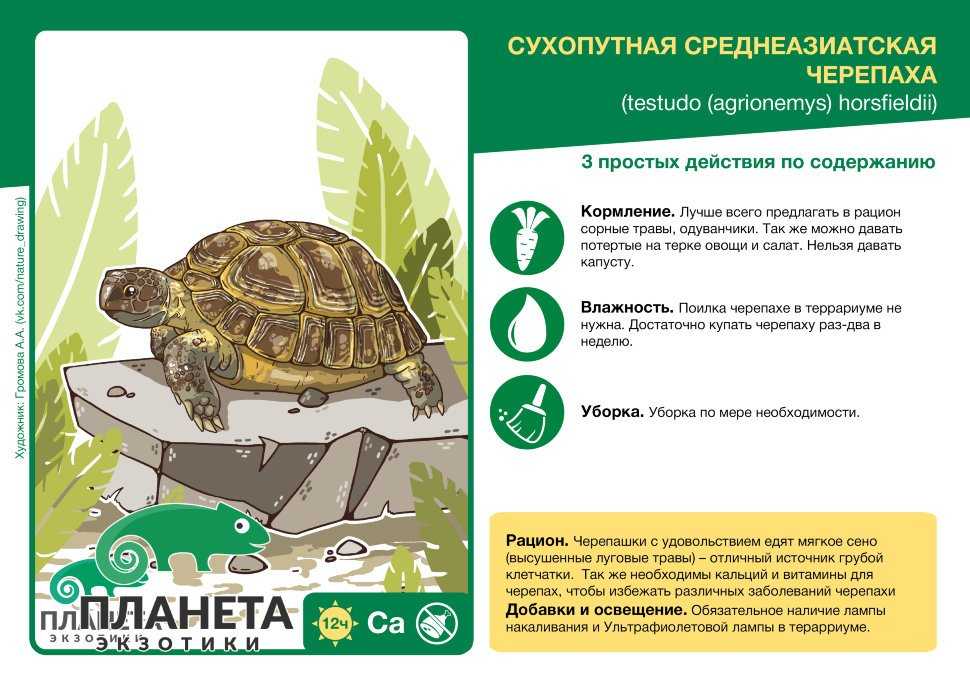 ᐉ какой рыбой можно кормить красноухих черепах - zoopalitra-spb.ru
