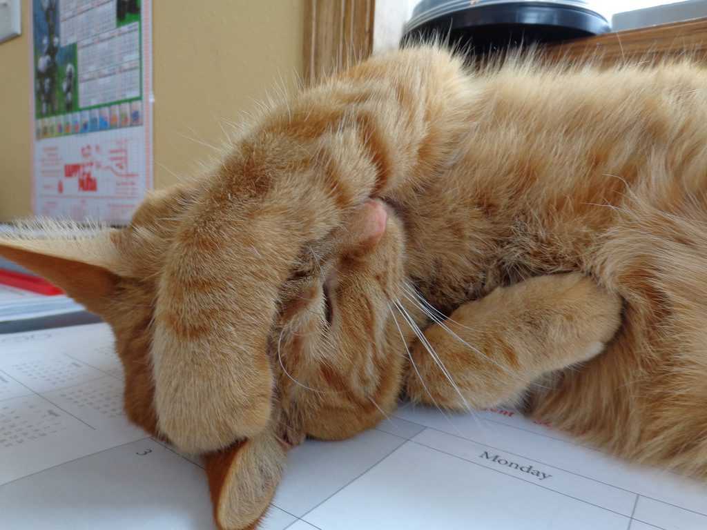 Стресс у кошки и кота: симптомы и что делать в этой ситуации?