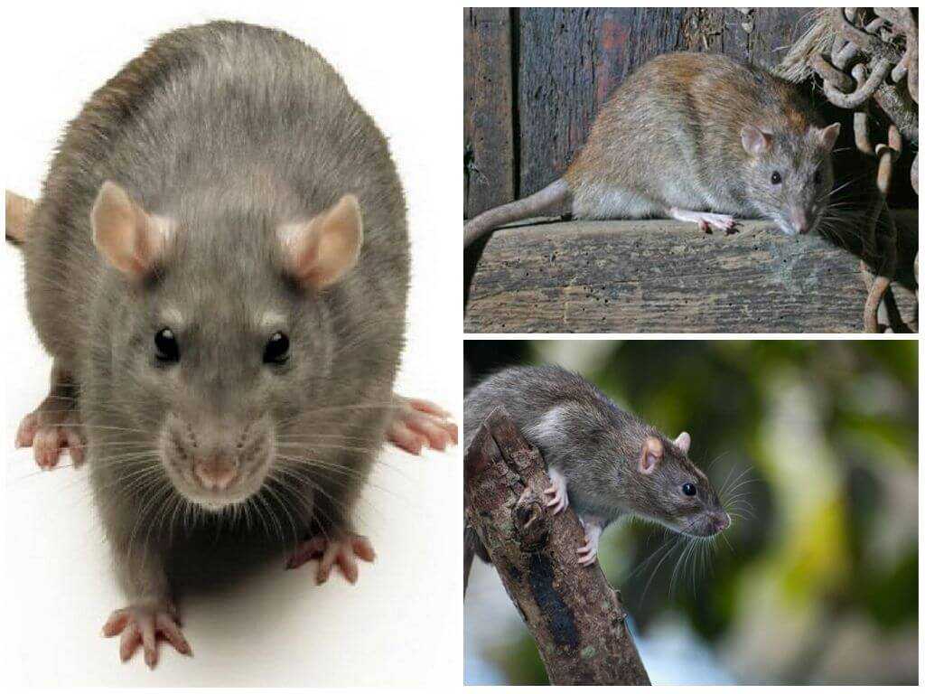 Крыса рекс (фото и видео) - подробное описание кудрявых грызунов