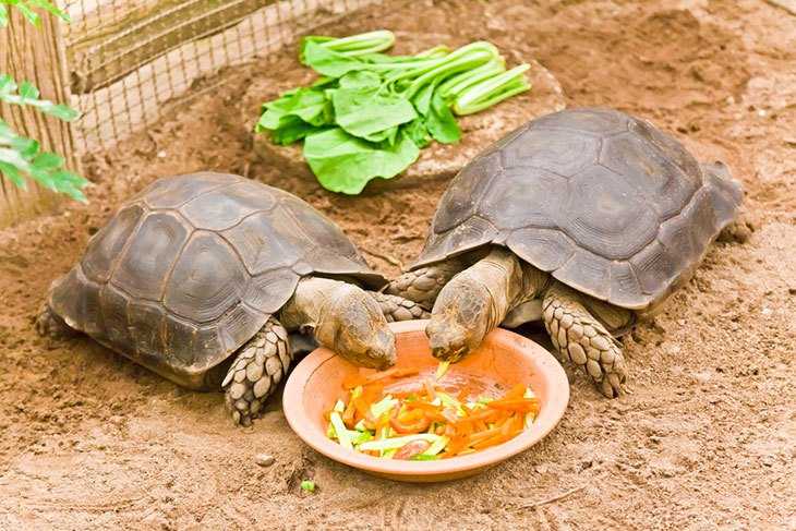 Чем кормить водную черепаху: правильный рацион питания для декоративных аквариумных черепашек