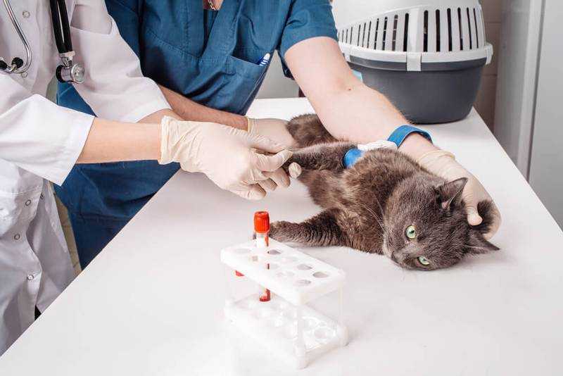 Анемия у кошек - причины анемии у кошек, диагностика и лечение  в москве. ветеринарная клиника "зоостатус"