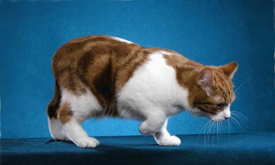 Мэнкс (мэнская кошка): фото, цена, особенности породы и характера, содержание, болезни