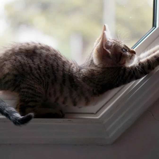 Кот выпал из окна? - советы специалистов, что делать