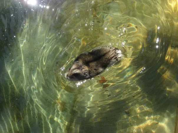 Учитывая количество жидкости в системах канализации, трудно сомневаться в том, что крысы плавают прекрасно. Согласно исследованиям, грызуны способны находиться в водоемах до 3 суток, добывая себе пропитание или спасая жизнь.