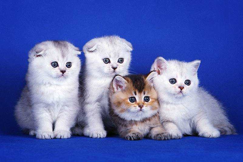 Шотландские вислоухие и прямоухие мраморные котята