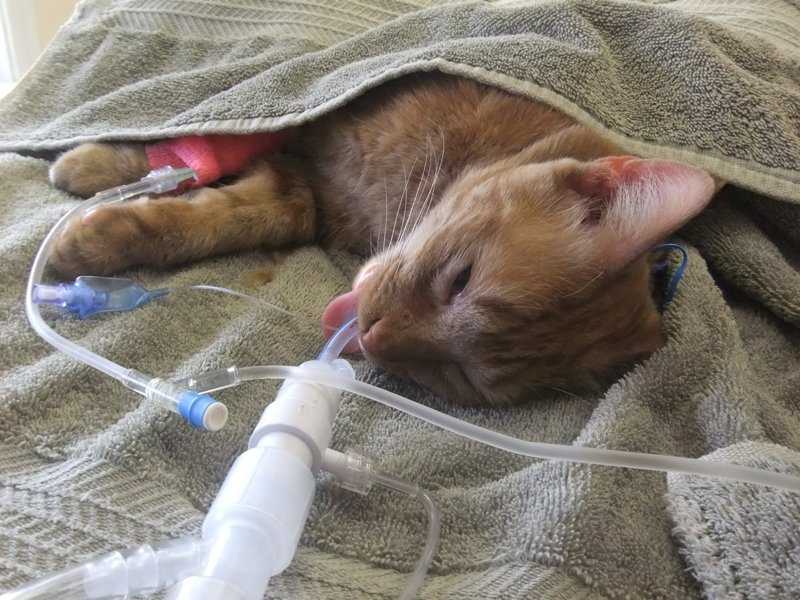Стерилизация кошек: сколько времени кошка отходит от наркоза | огородники