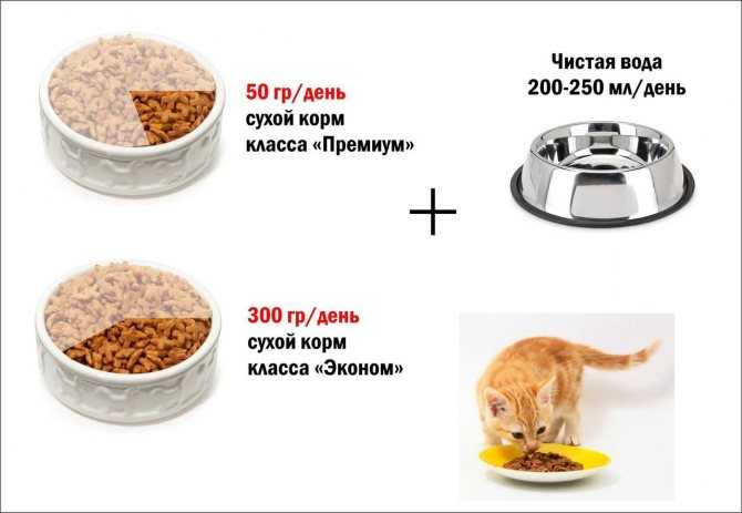 Заболевание пищеварительной системы у кошек
