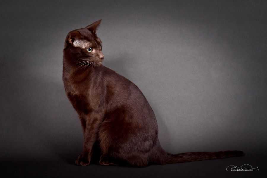 Порода кошек гавана браун: шоколадная кошка