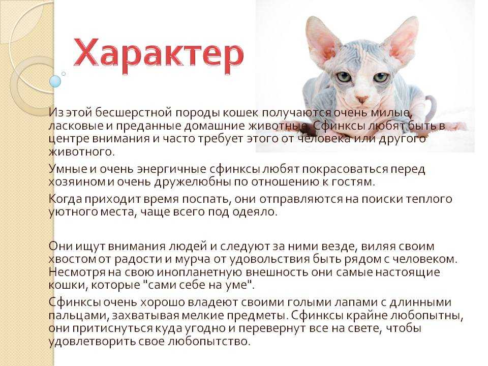 Турецкая короткошерстная (анатолийская кошка):фото, цена, описание породы