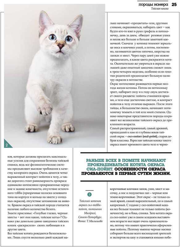 Мэнкс (мэнская кошка): описание внешности и характера, фото, цена котят. узнайте все о породе от а до я здесь!