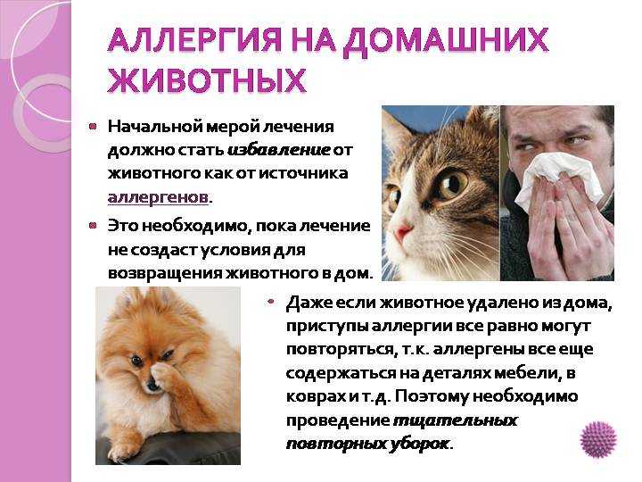 Гипоаллергенные корма для кошек: список названий с описанием состава, отзывы ветеринаров и владельцев животных