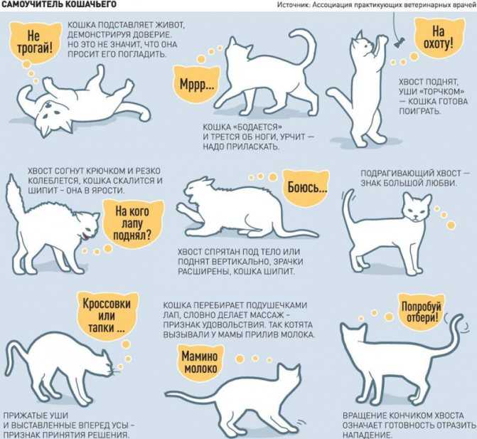 Почему коты и кошки виляют хвостом: что это значит