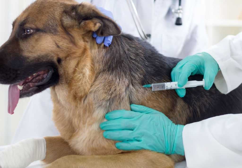 ​диагностика и лечение микроспории у собак и кошек - инфекционные - болезни - статьи по ветеринарии - ветеринарная академия