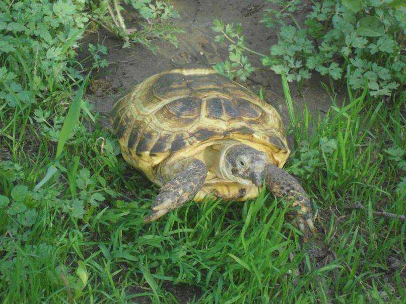 Как найти черепаху если она потерялась: в доме и на улице