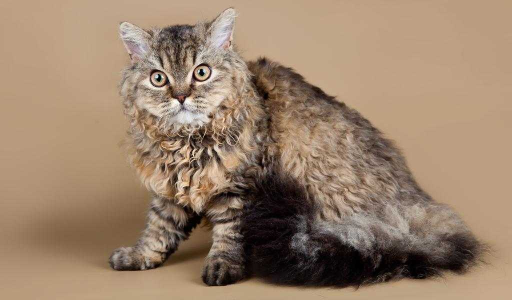 Селкирк рекс: описание породы, фото кошки, сколько живет, цена котенка, содержание и уход, интересные факты
