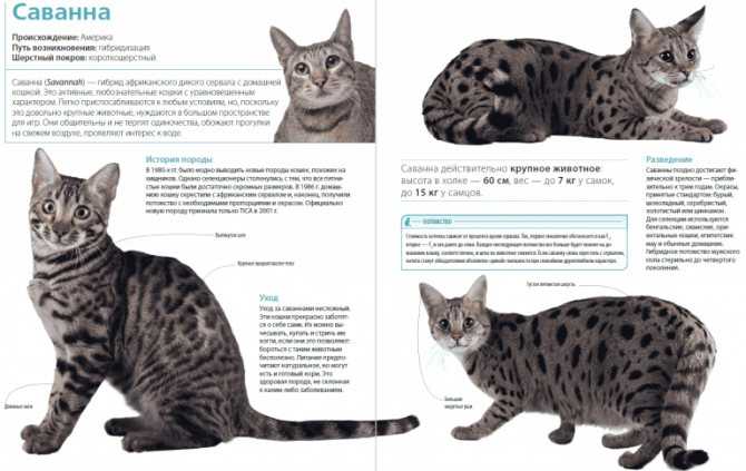 Пиксибоб (кошка): описание породы, характер, отзывы с фото