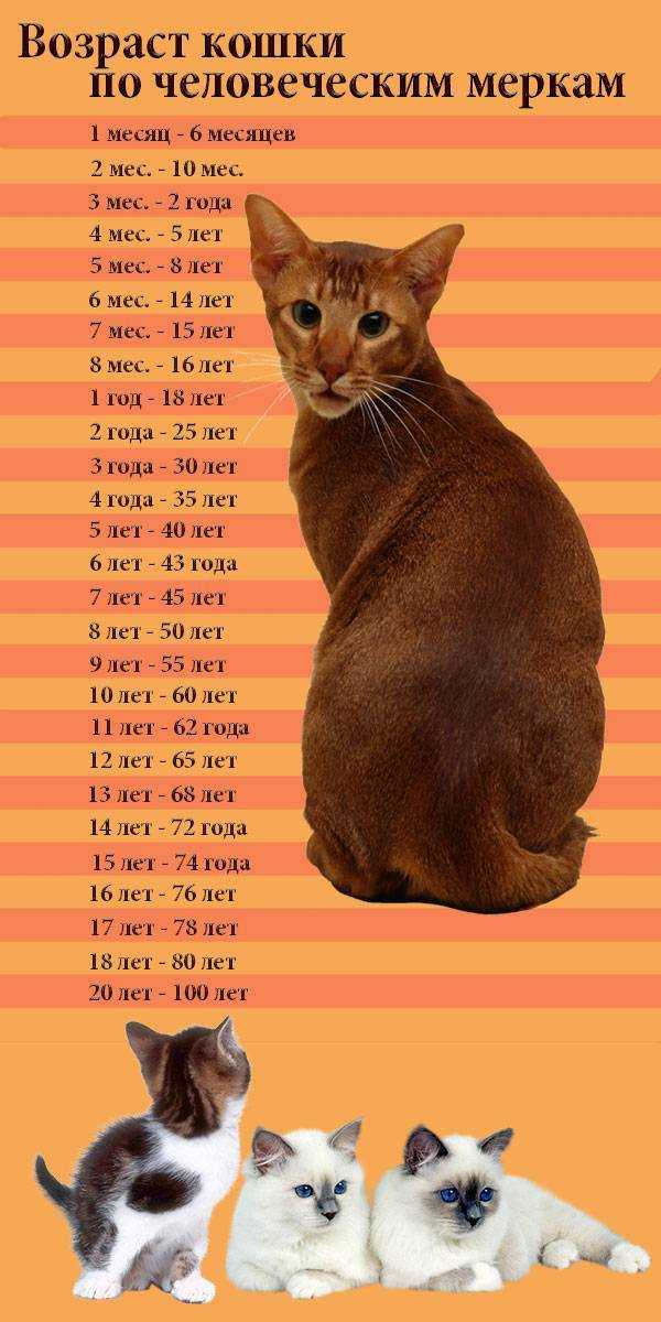 Сколько живут кошки в домашних условиях: таблица продолжительности жизни по породам + советы, как продлить жизнь коту