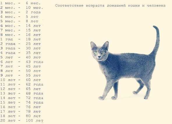 Продолжительность жизни кошек и котов | средняя, составляет лет, таблица