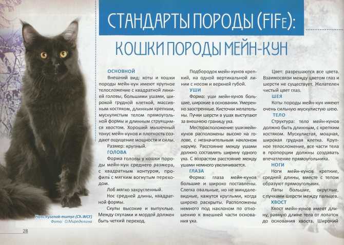Самые красивые кошки (73 фото): рейтинг самых красивых пород котов в мире. как выбрать котят?