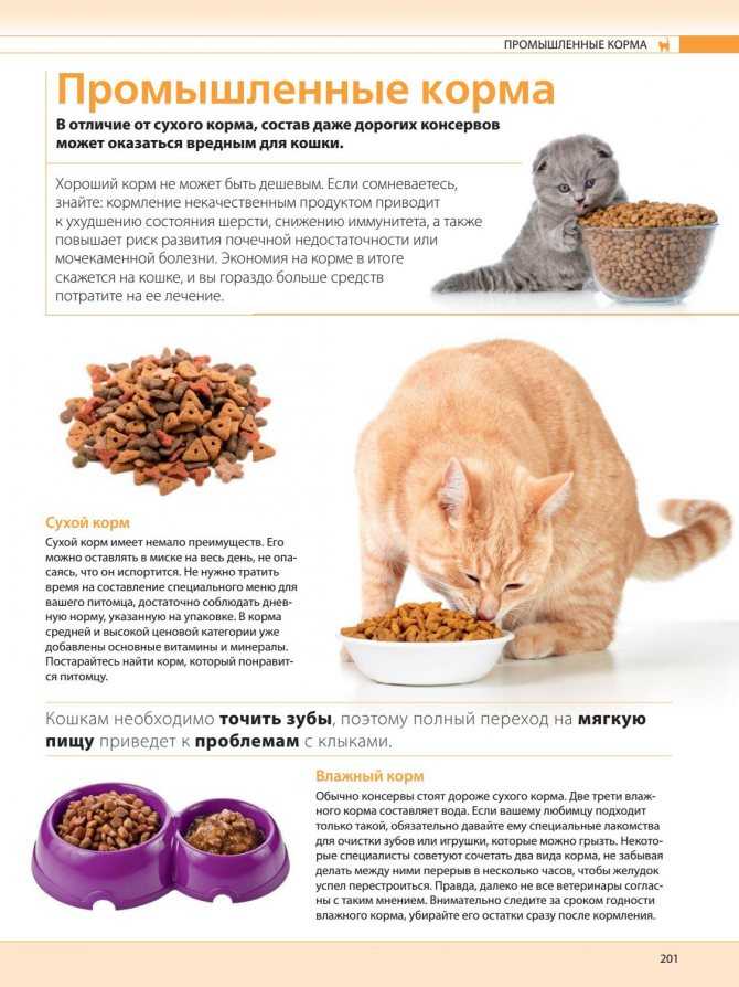 Когда можно давать котенку сухой корм, как приучить к нему, какой маркой кормить: советы и отзывы ветеринаров и владельцев животных