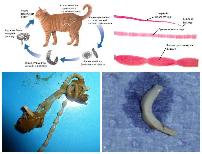 Огуречный цепень у кошек и собак: симптомы и способы лечение дипилидиоза