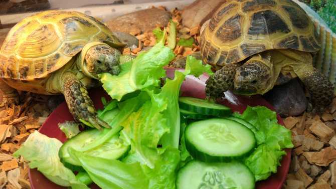 Чем кормить болотную черепаху в домашних условиях. Соотношение рыбы, мяса и зелени в рационе болотной черепахи. Размер порции и частота кормления. Список запрещенных продуктов.