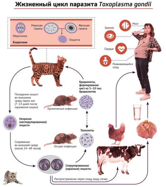 Демодекоз у кошек и собак: симптомы и лечение | препараты от nita-farm