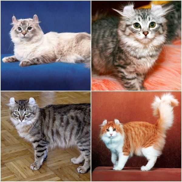 Анатолийская кошка (турецкая короткошерстная): история, характер и особенности содержания