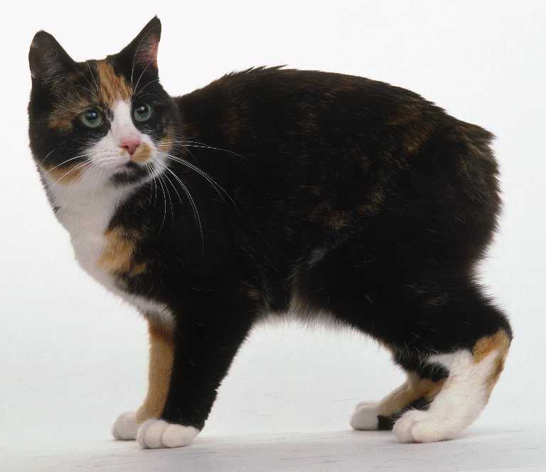 Кошка породы мэнкс - 115 фото, история, международный стандарт и его нормы