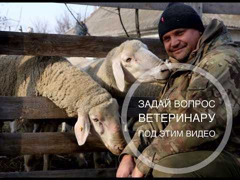 Виды предоставляемых услуг в ветклиниках