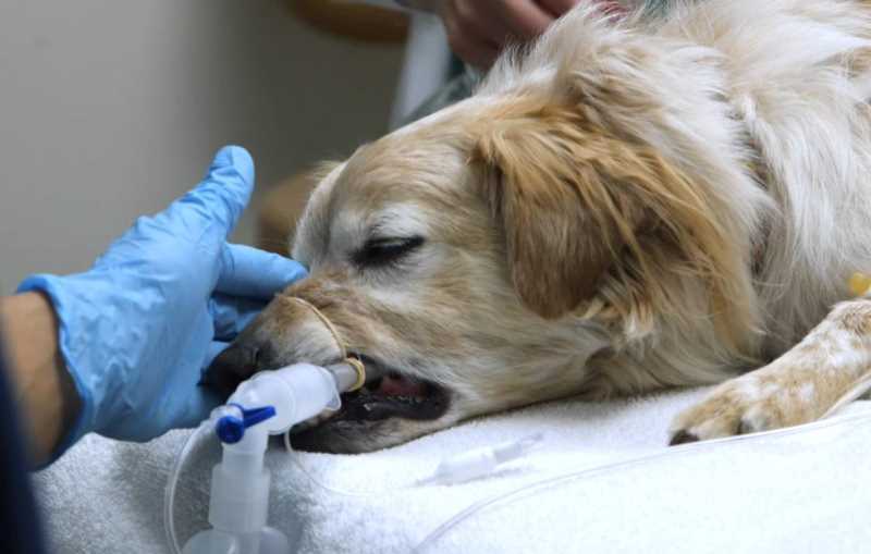 Паралич гортани у собак. ветеринарная клиника "зоостатус"