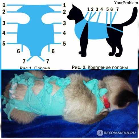 Как завязать кошке попону? как ее надеть после операции? как правильно завязывать после стерилизации? инструкции и схемы