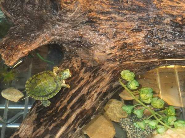 Размножение морских и сухопутных черепах | блог ветклиники "беланта"