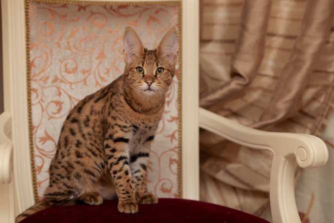 Экзотическая кошка породы ашера | блог ветклиники "беланта"
